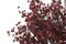 JAKY-Global Babys Breath Silk Artificial Flowers Burgundy 6 Bundle Fall Stems Fake Plants Decor Wedding Party Decoration Bouquets Real Touch DIY Home Garden (Autumn Red-6pcs)